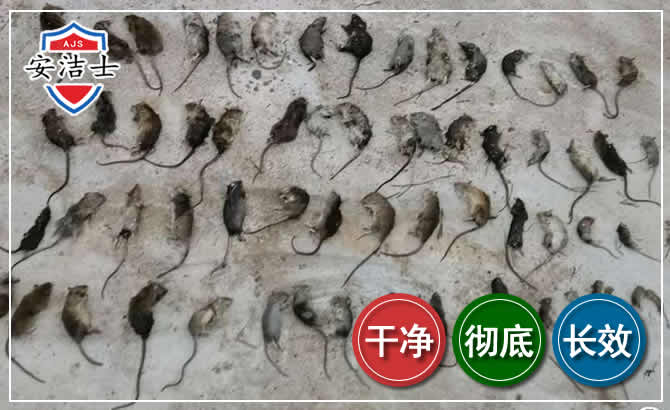 文昌鼠害防治-灭鼠