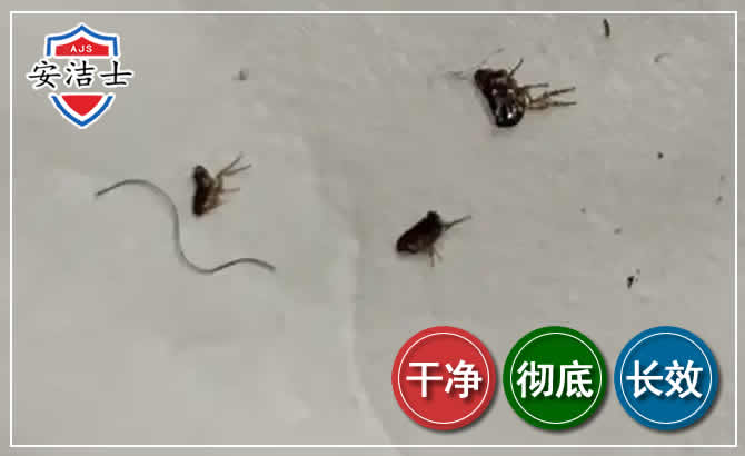 文昌跳蚤防治-灭跳蚤