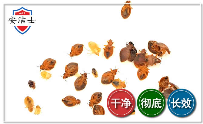 文昌臭虫防治-消灭臭虫